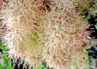 Ausstellung am See - Blume